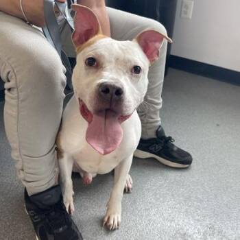 Peter -  Mixed Breed Dog for Adoption in West Chester, Pennsylvania - Peter | PetCurious
