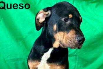 Queso -  Mixed Breed Dog for Adoption in Westland, Michigan - Queso | PetCurious