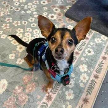 Mikey -  Chihuahua Dog for Adoption in Dale City, Virginia - Mikey | PetCurious