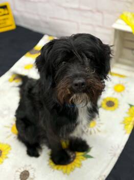 Dolen -  Bernadoodle and Mixed Breed Dog for Adoption in Oxford, Michigan - Dolen | PetCurious