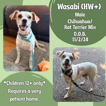 Wasabi -  Rat Terrier and Chihuahua Dog for Adoption in Caldwell, Texas - Wasabi | PetCurious