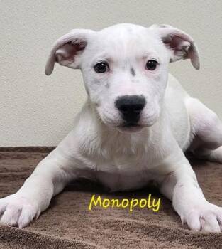 Monopoly -  Mixed Breed Dog for Adoption in Groveland, Massachusetts - Monopoly | PetCurious