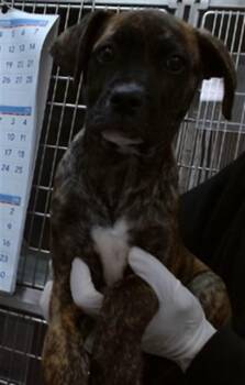 Pit Bull Terrier Dogs Available for Adoption - TEDDY | PetCurious