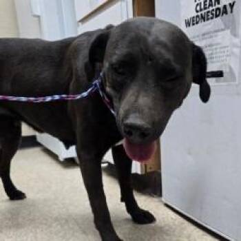 Black Labrador Retriever Dogs Available for Adoption - Dog 04/10/2026 | PetCurious