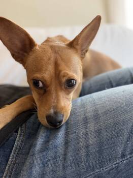 Chihuahua and Beagle Dogs Available for Adoption in San Francisco, California - Maple | PetCurious