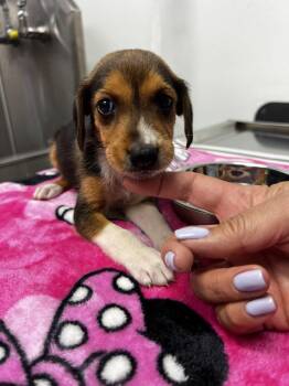 AAD New Arrival!  Bedford - 26128 -  Foxhound Dog for Adoption in Armonk, New York - AAD New Arrival!  Bedford - 26128 | PetCurious