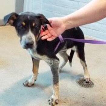 Harvey -  Australian Cattle Dog Blue Heeler Dog for Adoption in Green Valley, Arizona - Harvey | PetCurious