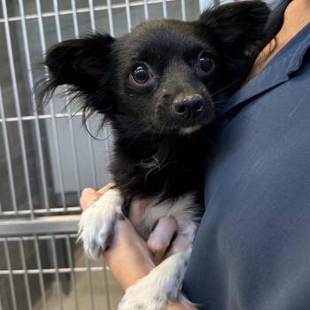 Kijo -  Chihuahua Dog Available for Adoption in Cooperstown, New York - Kijo | PetCurious