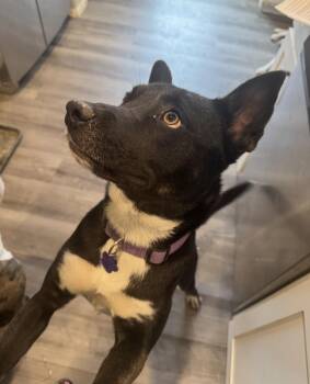 Teresa -  Australian Kelpie and Border Collie Dog for Adoption in Thornton, Colorado - Teresa | PetCurious