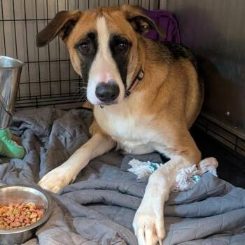 Neyland -  German Shepherd Dog and Mixed Breed Dog for Adoption in Jefferson City, Tennessee - Neyland | PetCurious