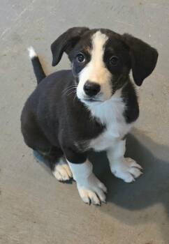 Labrador Retriever and Australian Shepherd Dogs Available for Adoption in Bloomsdale, Missouri - Pepita  | PetCurious