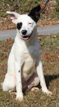 Rescue Shepherd and Border Collie Dogs for Adoption in Prattville, Alabama - Harley Quinn 42747 | PetCurious