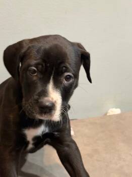 Presley -  Boxer and Mixed Breed Dog for Adoption in Sharpsburg, Georgia - Presley | PetCurious