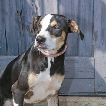 Rescue Hound Dogs for Adoption in Natchitoches, Louisiana - Tri S1 | PetCurious