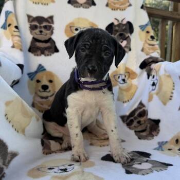 Shimano -  Terrier Dog for Adoption in Carencro, Louisiana - Shimano | PetCurious