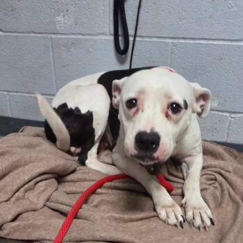 Rescue Terrier Dogs for Adoption in St. Louis, Missouri - Princess Mononoke | PetCurious