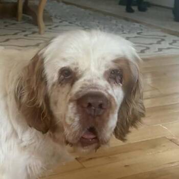Clumber Spaniel Dogs Available for Adoption - Birdie | PetCurious