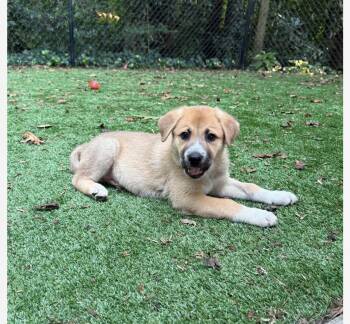 Ralph -  German Shepherd Dog and Great Pyrenees Dog for Adoption in Kannapolis, North Carolina - Ralph | PetCurious