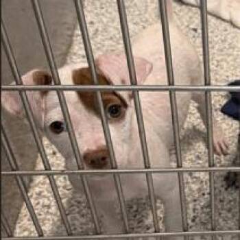 Cotton-Cohort -  Labrador Retriever and Cattle Dog Dog for Adoption in New York, New York - Cotton-Cohort | PetCurious