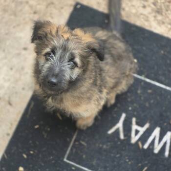 Rescue Black Labrador Retriever Dogs for Adoption in Colorado Springs, Colorado - Bitty | PetCurious