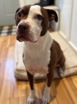 Rescue Pit Bull Terrier Dogs for Adoption in St. Cloud, Minnesota - Gertie | PetCurious