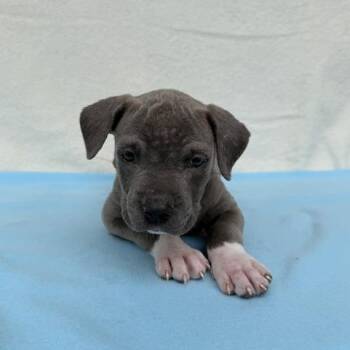 Nunu -  Pit Bull Terrier and Terrier Dog for Adoption in Carencro, Louisiana - Nunu | PetCurious