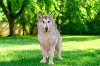 Alaskan Malamute Dogs Available for Adoption - Cassidy | PetCurious