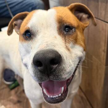 Mixed Breed Dogs Available for Adoption - Big Pete 2672 | PetCurious