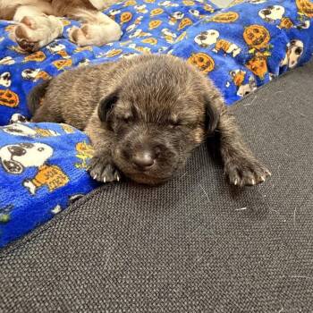 Baby boy 2 -  Border Collie and Mixed Breed Dog for Adoption in San Diego, California - Baby Boy 2 | PetCurious