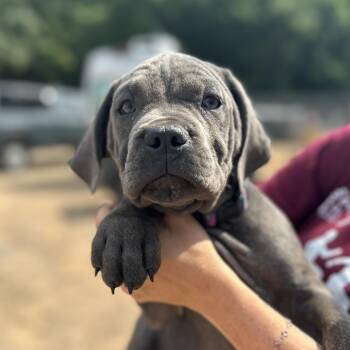 Cane Corso Dogs Available for Adoption in Columbia, South Carolina - Dwayne Johnson | PetCurious