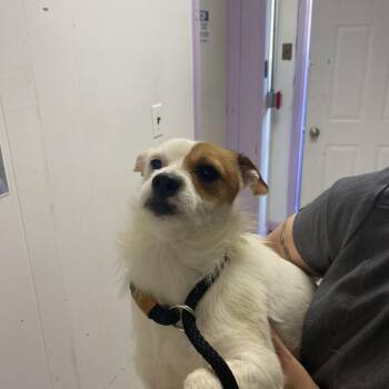 Rescue Jack Russell Terrier Dogs for Adoption in Northbrook, Illinois - Cranberry Sauce | PetCurious