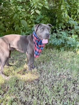 Rescue American Staffordshire Terrier and Labrador Retriever Dogs for Adoption in Angleton, Texas - Lacross | PetCurious