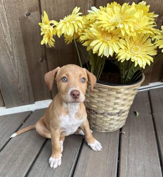 Rescue Vizsla and Doberman Pinscher Dogs for Adoption in Southlake, Texas - Sabrina | PetCurious