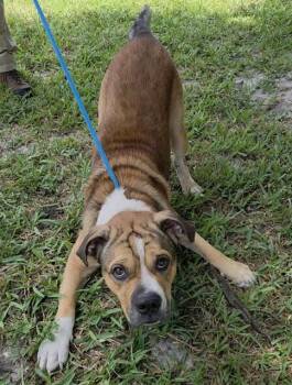 WILLSON -  American Staffordshire Terrier and Mixed Breed Dog for Adoption in Fort Lauderdale, Florida - WILLSON | PetCurious