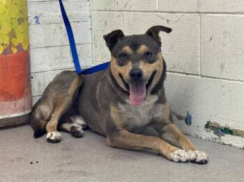 German Shepherd Dog and Mixed Breed Dogs Available for Adoption in San Bernardino, California - THEODORE | PetCurious