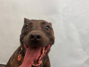Bella -  Mountain Cur and American Staffordshire Terrier Dog for Adoption in Minneapolis, Minnesota - Bella | PetCurious