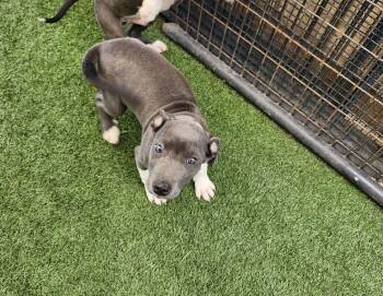 Izzy -  Pit Bull Terrier Dog for Adoption in Hopkinsville, Kentucky - Izzy | PetCurious