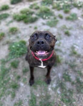 American Staffordshire Terrier and Mixed Breed Dogs Available for Adoption in Disputanta, Virginia - Jill | PetCurious