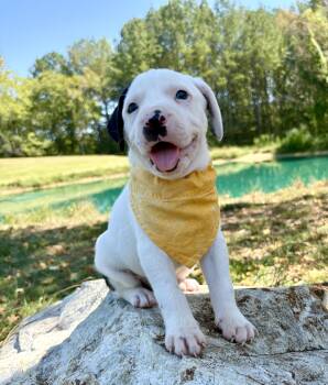 Yahtzee -  American Staffordshire Terrier and Labrador Retriever Dog for Adoption in Pittsboro, North Carolina - Yahtzee | PetCurious