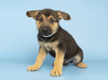 BERGAMOT -  German Shepherd Dog and Mixed Breed Dog for Adoption in Phoenix, Arizona - BERGAMOT | PetCurious
