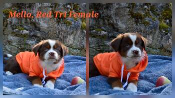 Aussie puppies -  Australian Shepherd Dog for Adoption in Olympia, Washington - Aussie Puppies | PetCurious