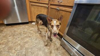 Rescue Cattle Dog Dogs for Adoption in Aurora, Illinois - Bandit | PetCurious