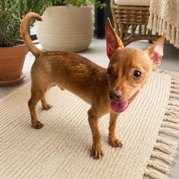 CRICKET (Adorable Puppy, Sweet, Loves to Be Held, Very Tiny) -  Chihuahua Dog for Adoption in Houston, Texas - CRICKET (Adorable Puppy, Sweet, Loves To Be Held, Very Tiny) | PetCurious