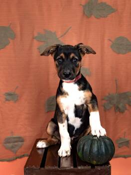 833-26 -  Australian Cattle Dog Blue Heeler Dog for Adoption in Brighton, Colorado - 833-26 | PetCurious