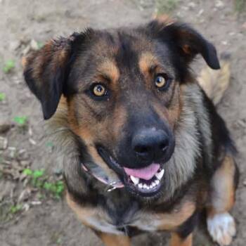 Leslie -  Mixed Breed Dog for Adoption in Buffalo, Minnesota - Leslie | PetCurious