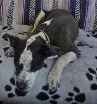 Boston Terrier Dogs Available for Adoption in Colorado Springs, Colorado - Bianca | PetCurious