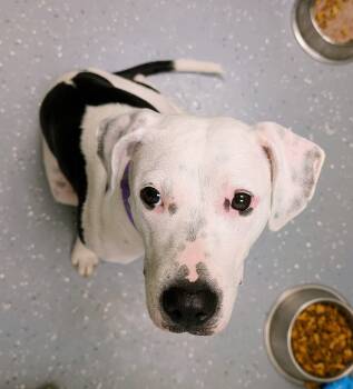 Rescue Mixed Breed Dogs for Adoption in Davenport, Iowa - Iris | PetCurious