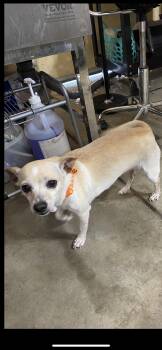 Chihuahua and Miniature Dachshund Dogs Available for Adoption - Sally | PetCurious