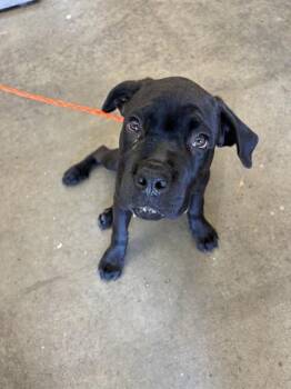 LIVELY -  Cane Corso Dog for Adoption in Ontario, California - LIVELY | PetCurious