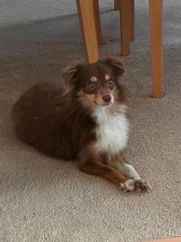 Brinkman -  Terrier and Chihuahua Dog for Adoption in Plymouth, Michigan - Brinkman | PetCurious